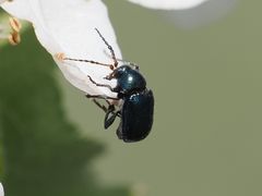 Cryptocephalus schaefferi