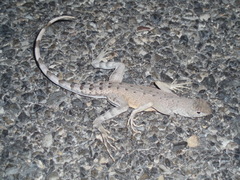 Callisaurus draconoides rhodostictus