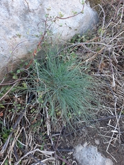 Festuca actae