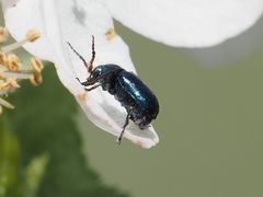 Cryptocephalus schaefferi