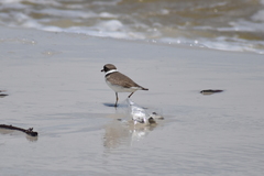Charadrius semipalmatus