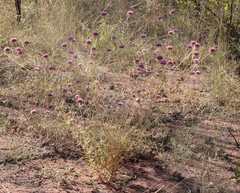 Gomphrena canescens