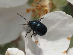 Cryptocephalus schaefferi