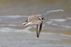 Charadrius semipalmatus
