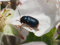 Cryptocephalus schaefferi