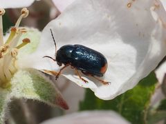 Cryptocephalus schaefferi