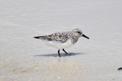 Calidris alba