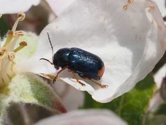 Cryptocephalus schaefferi