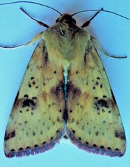 Heliothis acesias