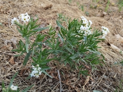 Tournefortia sibirica