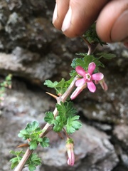 Ribes microphyllum
