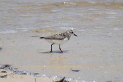 Calidris pusilla