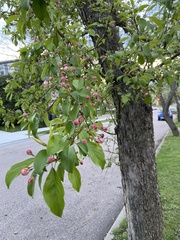 Malus transitoria