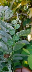 Angiospermae
