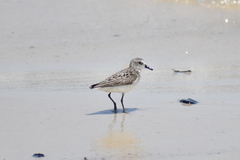 Calidris pusilla
