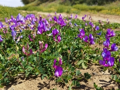 Vicia bungei