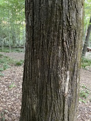 Tilia americana heterophylla