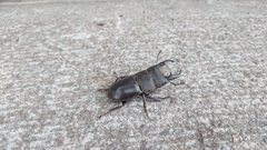 Serrognathus kyanrauensis