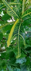 Codiaeum variegatum