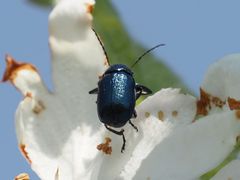 Cryptocephalus schaefferi