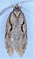 Semioscopis packardella