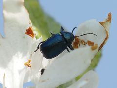 Cryptocephalus schaefferi