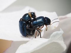 Cryptocephalus schaefferi