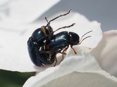 Cryptocephalus schaefferi