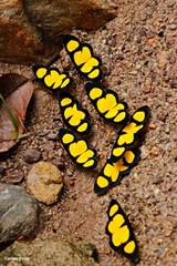 Cyllopoda jatropharia