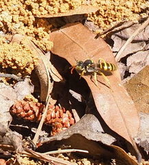 Nomada luteoloides