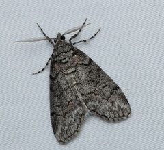 Smyriodes trigramma