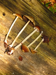 Psathyrella pseudovernalis