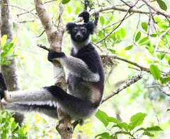 Indri indri