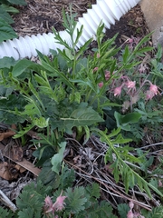 Silphium laciniatum laciniatum