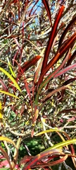 Codiaeum variegatum
