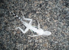 Callisaurus draconoides rhodostictus