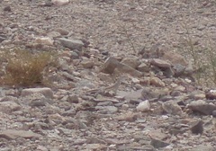 Callisaurus draconoides rhodostictus