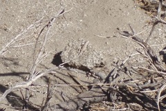 Callisaurus draconoides rhodostictus