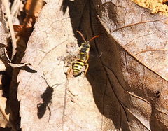 Nomada luteoloides