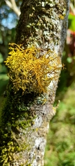 Fungi