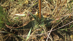 Aloe greatheadii