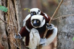 Propithecus coquereli