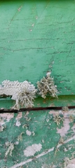 Fungi