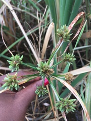 Cyperus eragrostis