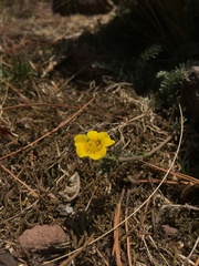 Potentilla candicans