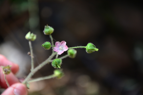 Sida palmata image