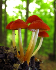 Marasmius sullivantii