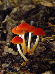 Marasmius sullivantii