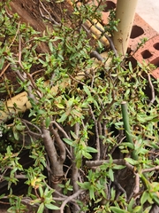 Crassula sarcocaulis