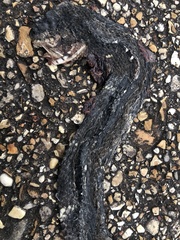 Nerodia fasciata